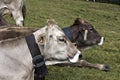 Closeup of cows lying on the ground covered in greenery under the sunlight at daytime Royalty Free Stock Photo