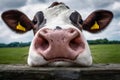 Closeup Cows nose in macro view farm setting Royalty Free Stock Photo