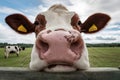 Closeup Cows nose in macro view farm setting Royalty Free Stock Photo