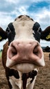 Closeup Cows nose in macro view farm setting Royalty Free Stock Photo