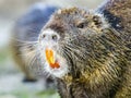 Closeup of the coypu, also known as the nutria, is a large, herbivorous, semiaquatic rodent.