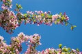 Closeup of a crab apple twig full bloom, against blue sky