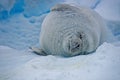 Wildlife closeup of crabeater seal (Lobodon carcinophaga) on iceberg Royalty Free Stock Photo