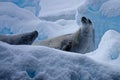 Wldlife close-up of crabeater seals (Lobodon carcinophaga) on iceberg