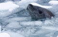 Extreme wildlife closeup of crabeater seals (Lobodon carcinophaga) in water Royalty Free Stock Photo