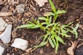 Closeup of Crabgrass with Multiple Tillers, Digitaria sanguinalis Royalty Free Stock Photo