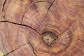 Closeup of cracked plum tree wood slice. Annual growth rings. Tree anatomy. Wood grain. Abstract background Royalty Free Stock Photo