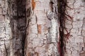 Closeup cracked skin of trunk of tree texture background Royalty Free Stock Photo