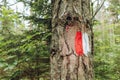 Closeup of a cracked tree trunk with red and white lines painted on it in the forest Royalty Free Stock Photo