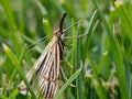 Closeup of a Crambid snout moth standing on a green grass Royalty Free Stock Photo