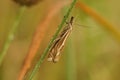 Closeup of a crambus lathoniellus on a green grass Royalty Free Stock Photo