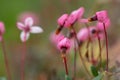 Cranberry blossom, Vaccinium oxycoccus