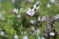 Cranberry blossom, Vaccinium oxycoccus