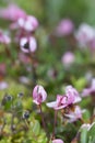 Cranberry blossom, Vaccinium oxycoccus