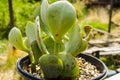 Crassula Arborescens Silver Dollar Jade Plant Royalty Free Stock Photo