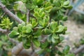 Closeup of Crassula ovata, commonly known as jade plant, lucky plant, money plant or money tree. Royalty Free Stock Photo