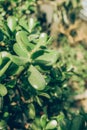 Closeup of Crassula ovata, commonly known as jade plant, lucky plant, money plant or money tree Royalty Free Stock Photo