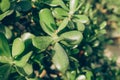 Closeup of Crassula ovata, commonly known as jade plant, lucky plant, money plant or money tree Royalty Free Stock Photo