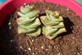 Crassula Perforata String of Buttons Succulent Plant