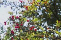 Closeup of crataegus oxyacantha tree Royalty Free Stock Photo