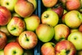 Closeup of crates of juicy fresh, ecologically produced apples,