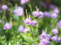 Creeping foxglove, Acanthaceae, creeping foxglove name purple flower spreading, herbaceous groundcover young plants in tropical