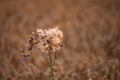 Closeup of thistles on a blurred yellow-brown background in a wheat field during golden hour