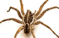 Closeup of a creepy Wolf Spider isolated on a white background Royalty Free Stock Photo