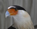 Closeup of crested Caracara