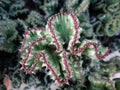 Closeup Crested Euphorbia,Rocky roses Khao-Yal and blurred background