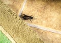 Closeup of Cricket on a breezeway title floor