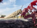 Closeup of a cricket. Insect near a red maple leaf