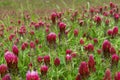 Closeup of Crimson Clover flowers