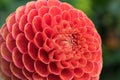 Closeup of crimson dahlia bloom.