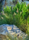 Closeup of Crimson fountain grass on a mountain in Western Cape, South African. Lush green bushes and weeds growing in