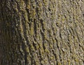 Closeup of a Crimson King Maple tree trunk covered with Chrysothrix candelaris lichen Royalty Free Stock Photo