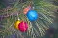 Closeup Cristmass toys on a pine tree branch Royalty Free Stock Photo