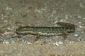 Closeup on the critically endangered Euproctus platycephalus, Sardinian brook salamander