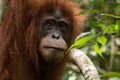 Closeup of critically endangered Sumatran orangutan Pongo abelii in Gunung Leuser National Park in northern Sumatra, Indonesia.