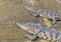 Closeup of crocodile animals