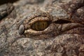 Closeup of a crocodile eye Royalty Free Stock Photo