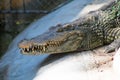 closeup Crocodile head