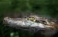 Closeup crocodile head swimming