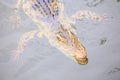 Closeup Crocodile Head under Transparent Water