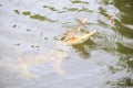 Closeup Crocodile Jaws above Water Try Catch Food