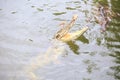 Closeup Crocodile Jaws over Water Catch Food from Rod