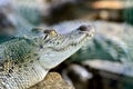 Closeup of an crocodile Royalty Free Stock Photo