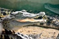 Closeup of an crocodile Royalty Free Stock Photo