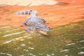 Closeup Crocodile with Open Mouth Lies on Ground by Water