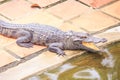 Closeup Crocodile with Open Mouth Lies on Ground by Water